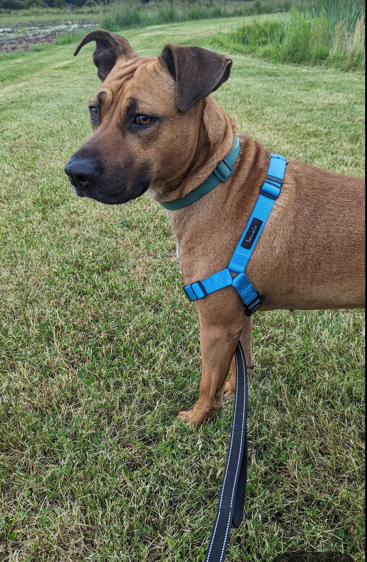 Baconator, a Adoptable mixed breed in Rochester , NY image 6/6