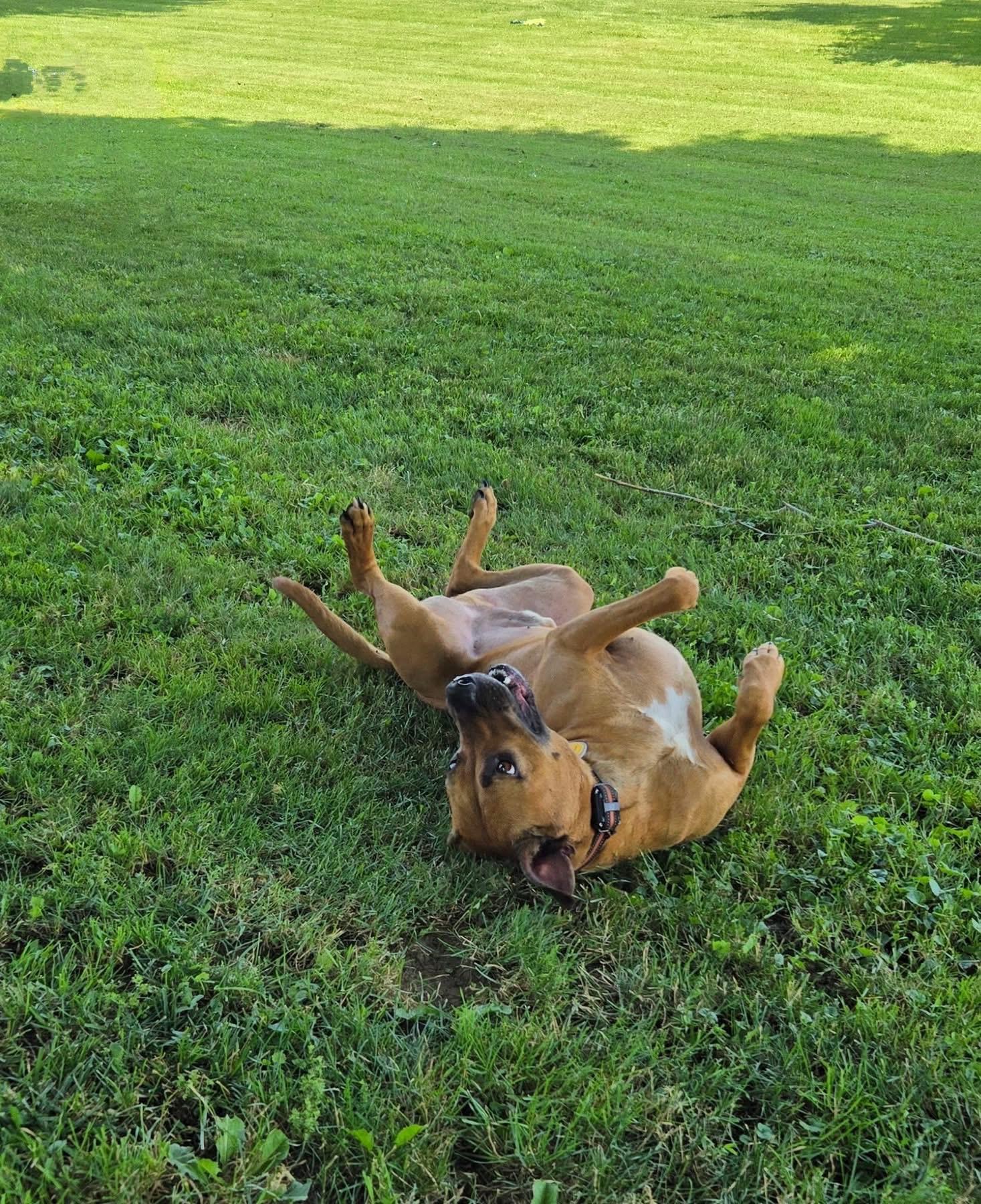 Baconator, Adoptable, Adult Male Mixed Breed.