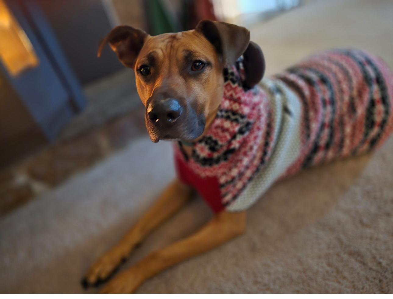 Baconator, a Adoptable mixed breed in Rochester , NY image 3/6