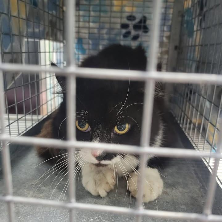 BAC-Stray-141183, Adoptable, Adult Male Domestic Short Hair.