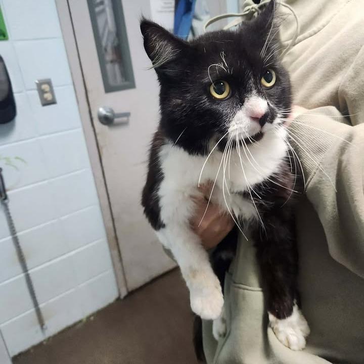 Enlarge BAC-Stray-141183, a Adoptable Domestic Short Hair in Beaumont, TX image 2/2