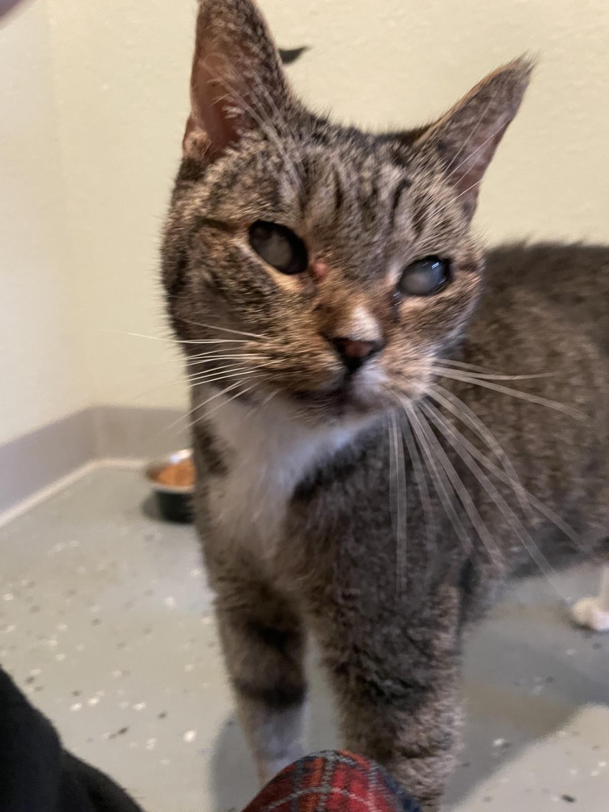 Junior, Adoptable, Senior Male Domestic Short Hair.