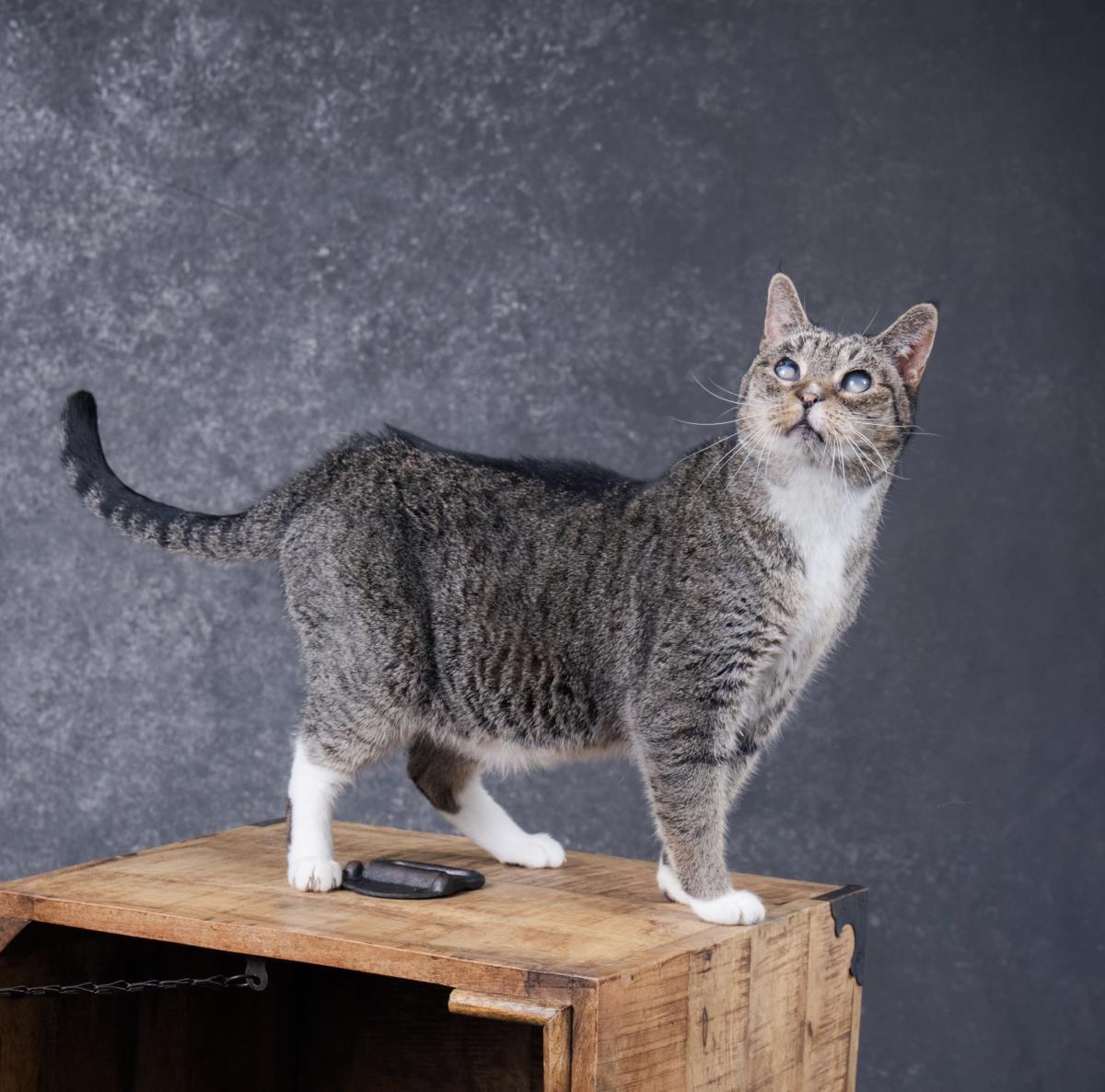 Junior, a Adoptable mixed breed in Lincoln, CA image 3/5