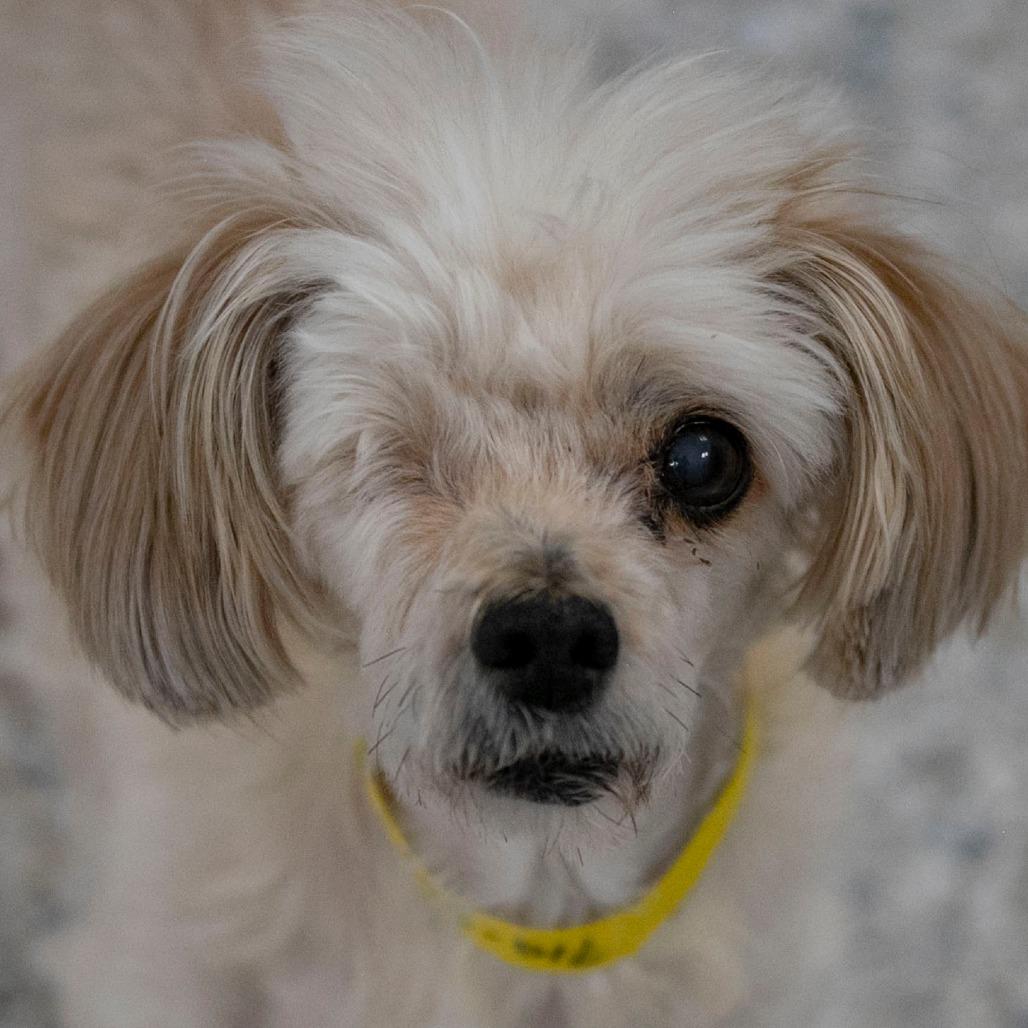 Enlarge Luna (N25-297), a Adoptable mixed breed in Peyton, CO image 5/6