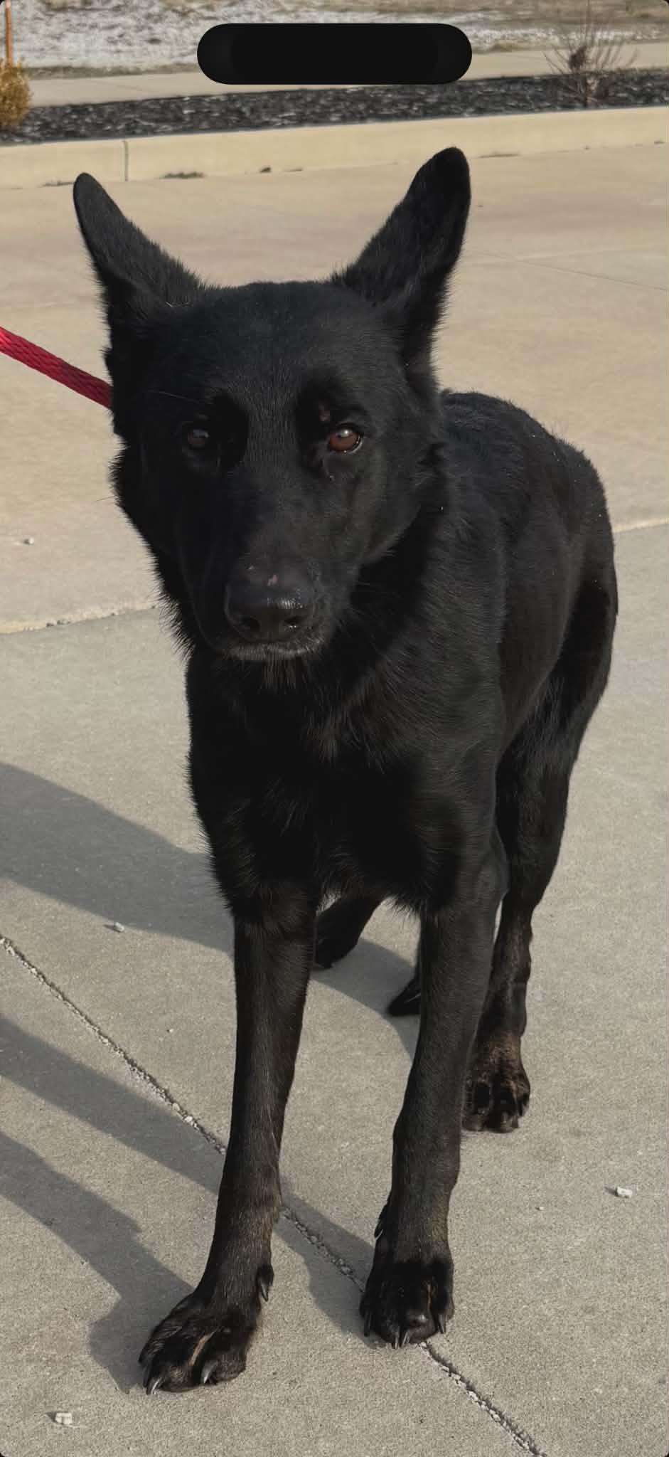 Enlarge Temple, a ADOPTABLE German Shepherd Dog in Chesterfield, MO image 3/3