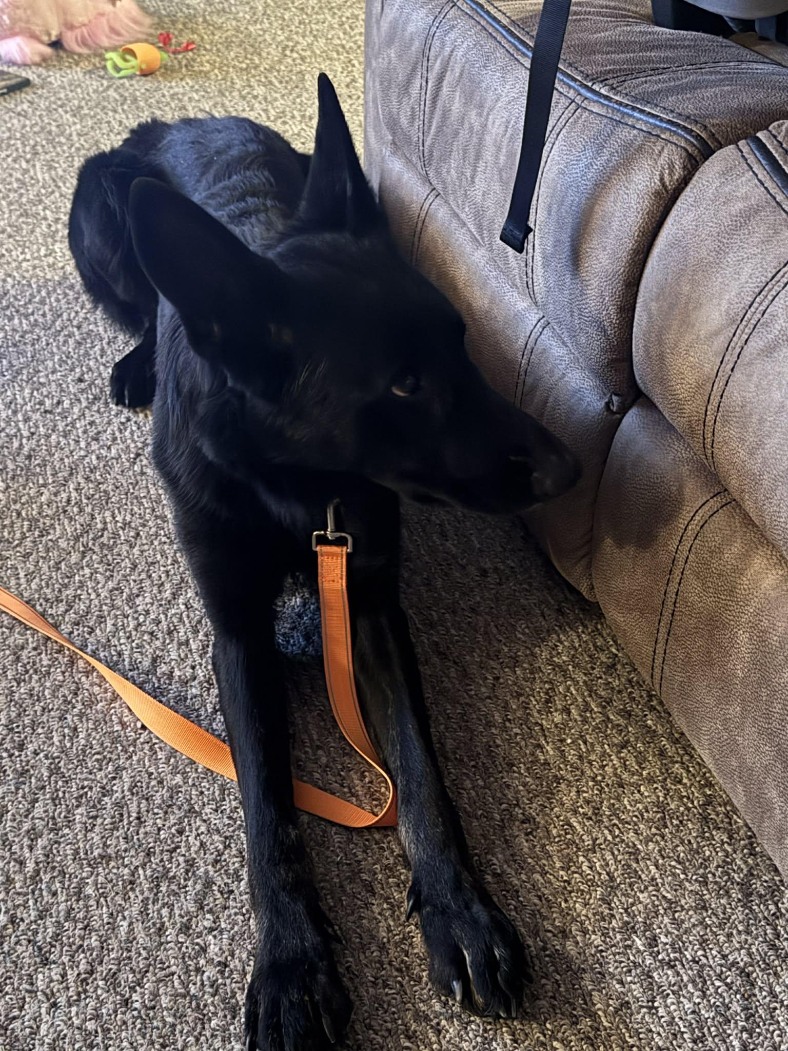 Enlarge Temple, a ADOPTABLE German Shepherd Dog in Chesterfield, MO image 2/3