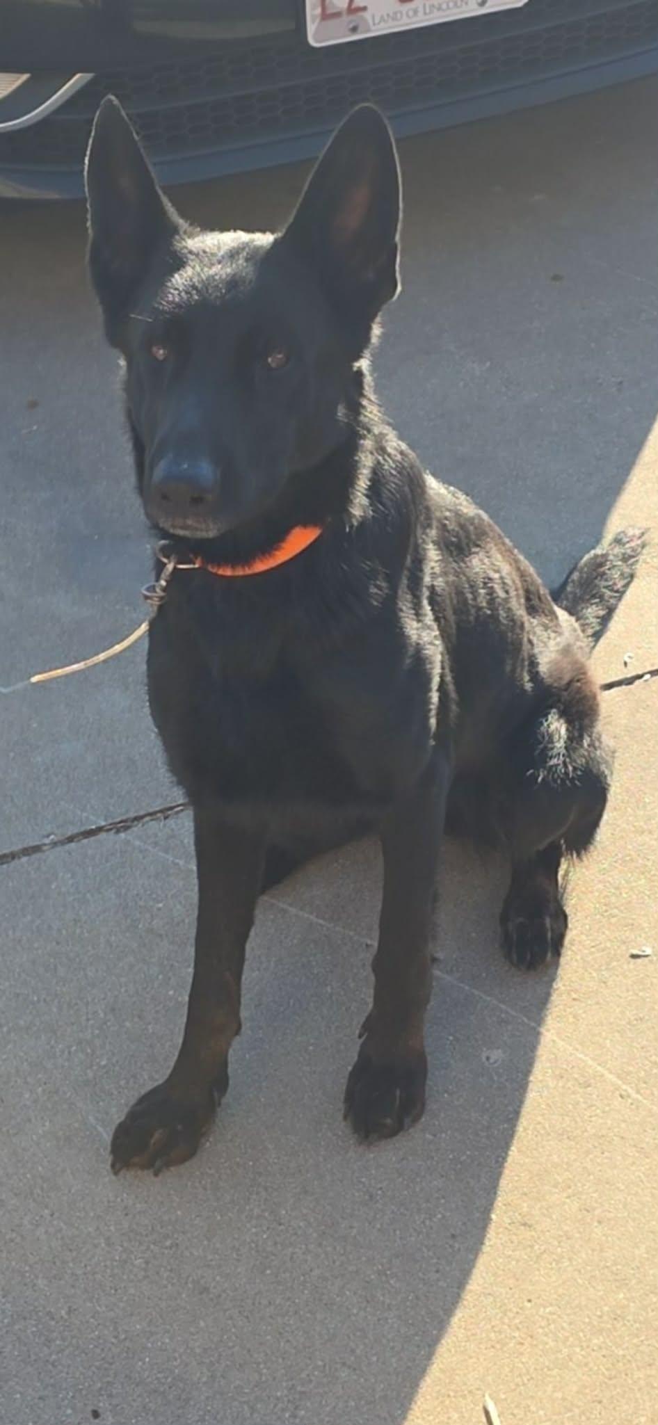 Temple, ADOPTABLE, Adult Female German Shepherd Dog.