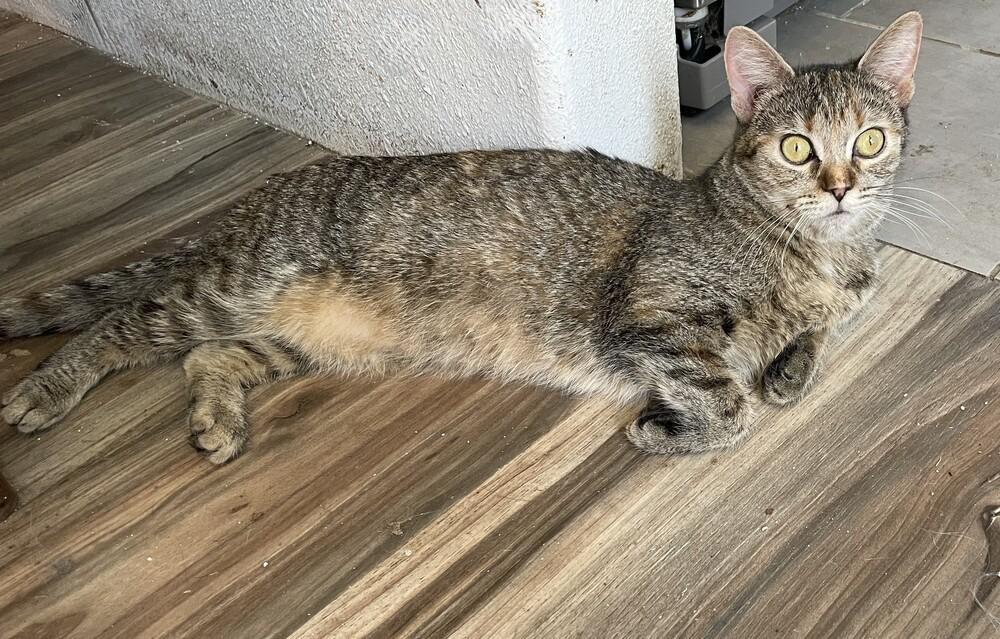 Gretchen, Adoptable, Young Female Domestic Short Hair.