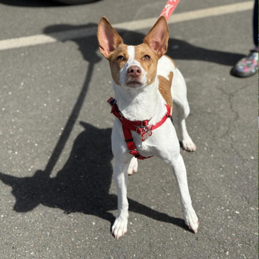 Enlarge Winnie, a Adoptable mixed breed in Bloomfield, CT image 1/3