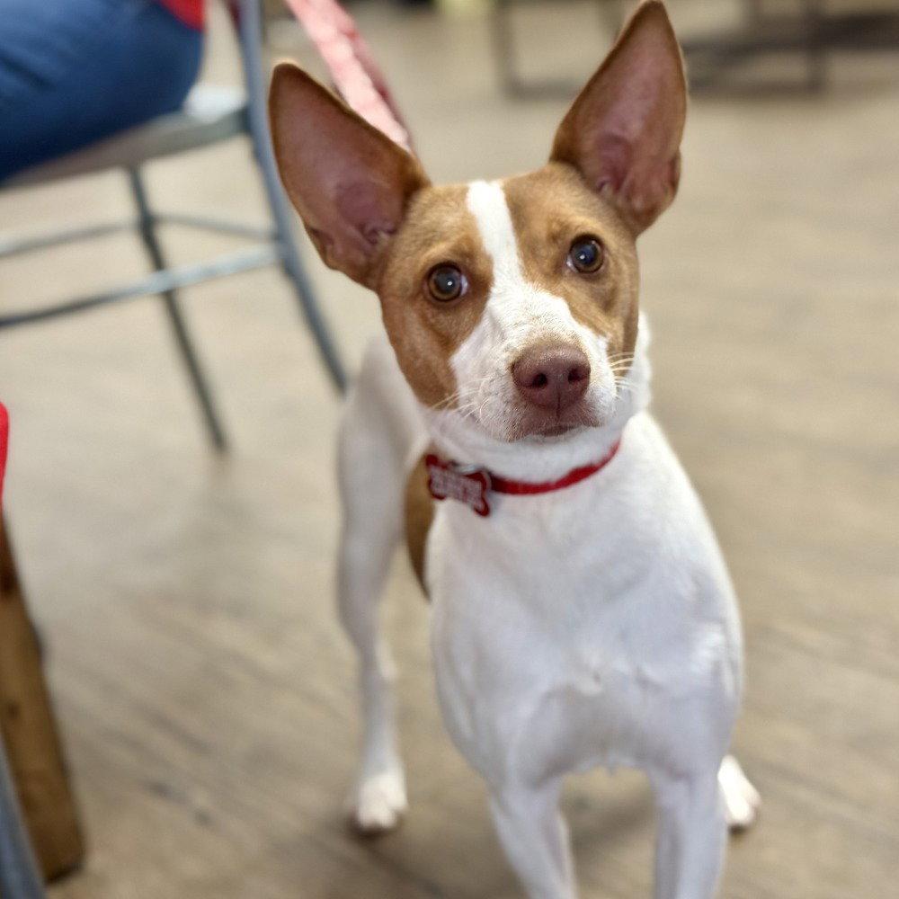 Enlarge Winnie, a Adoptable mixed breed in Bloomfield, CT image 2/3