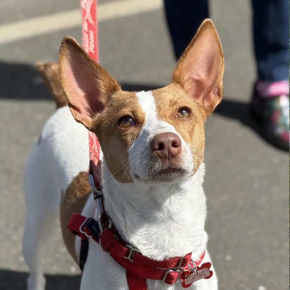 Enlarge Winnie, a Adoptable mixed breed in Bloomfield, CT image 3/3