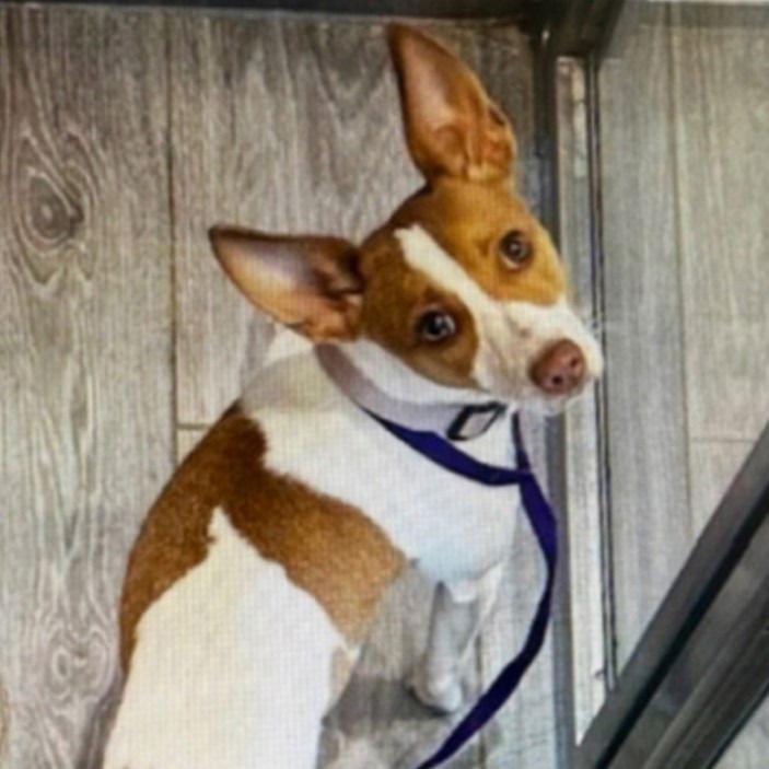 Enlarge Winnie, a Adoptable mixed breed in Bloomfield, CT image 3/3