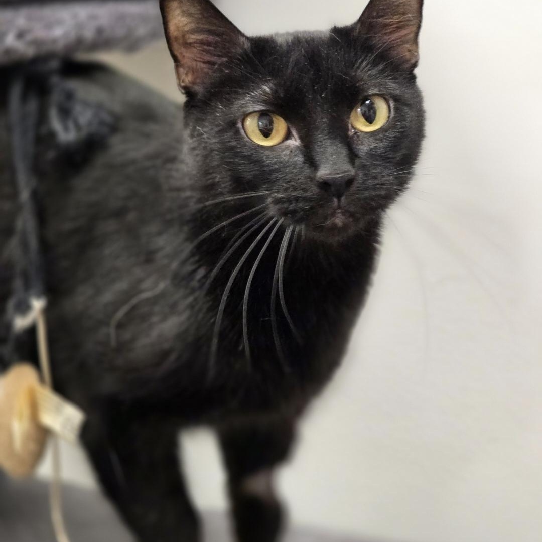 Midnight - Meet me at the Burnsville PetSmart, adopted, Young Female Domestic Medium Hair.