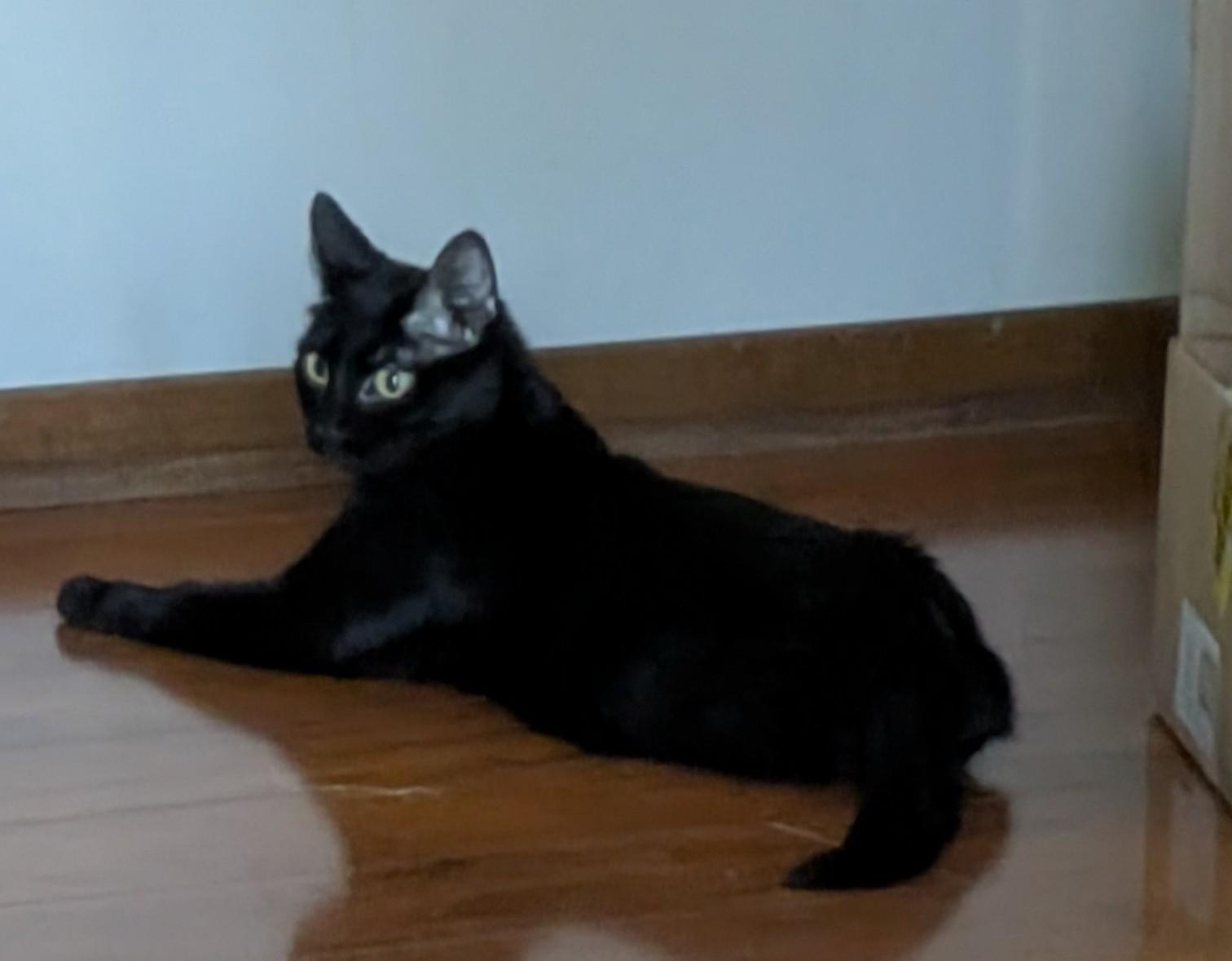 Midnight - Meet me at the Burnsville PetSmart, an adopted Domestic Medium Hair in Burnsville , MN image 2/3