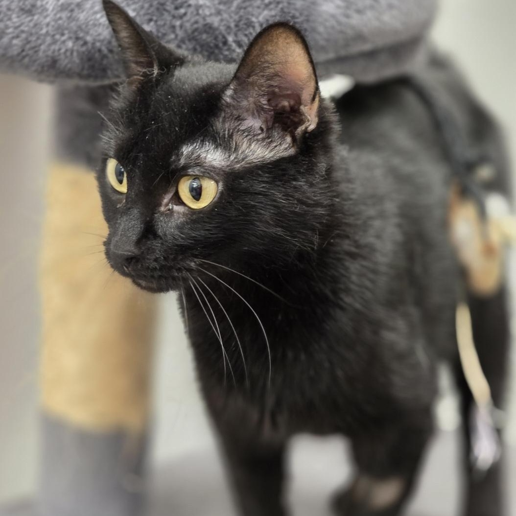 Midnight - Meet me at the Burnsville PetSmart, an adopted Domestic Medium Hair in Burnsville , MN image 3/3