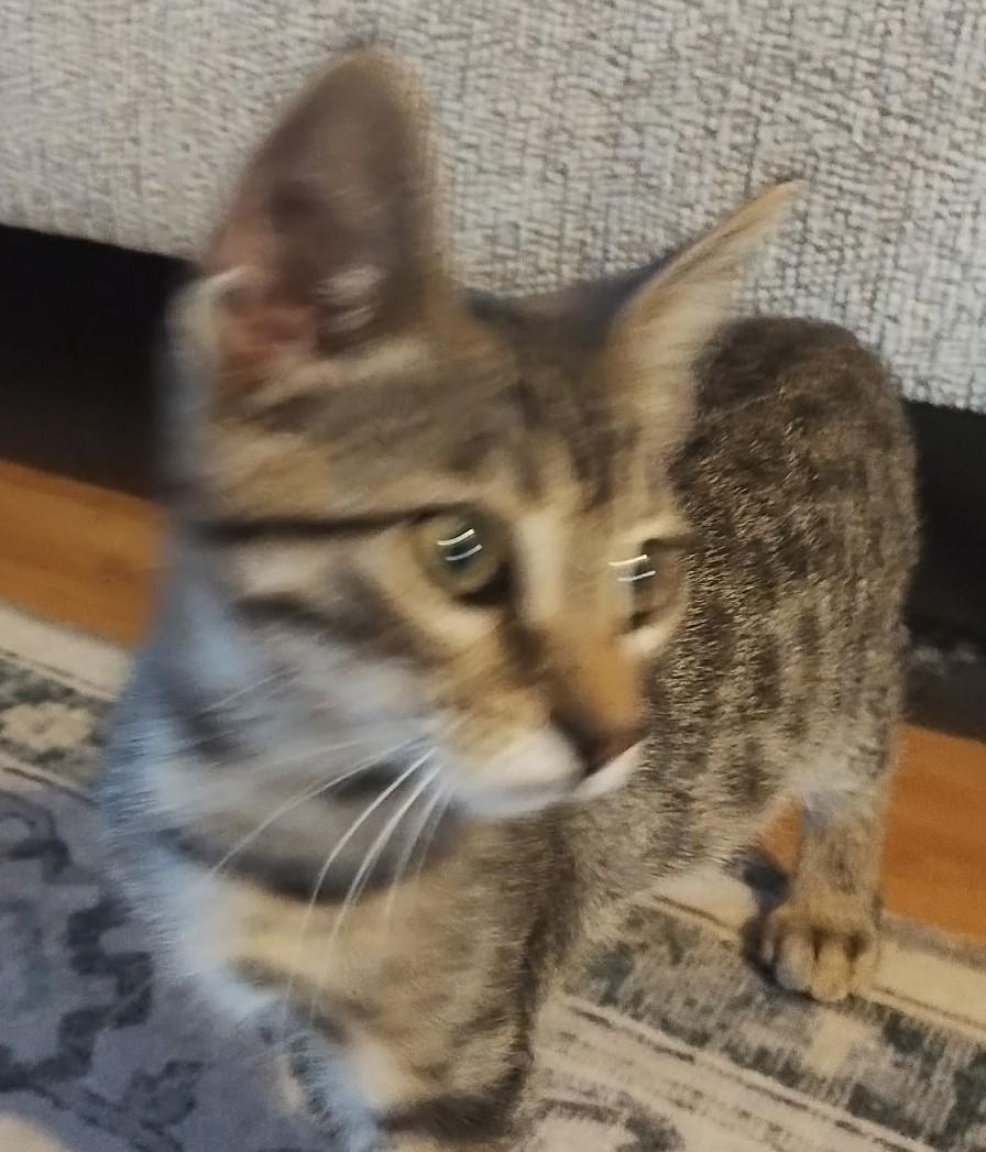Enlarge Fou - Big Personality, Bigger Heart, a ADOPTABLE Tabby in Prescott, AZ image 3/4