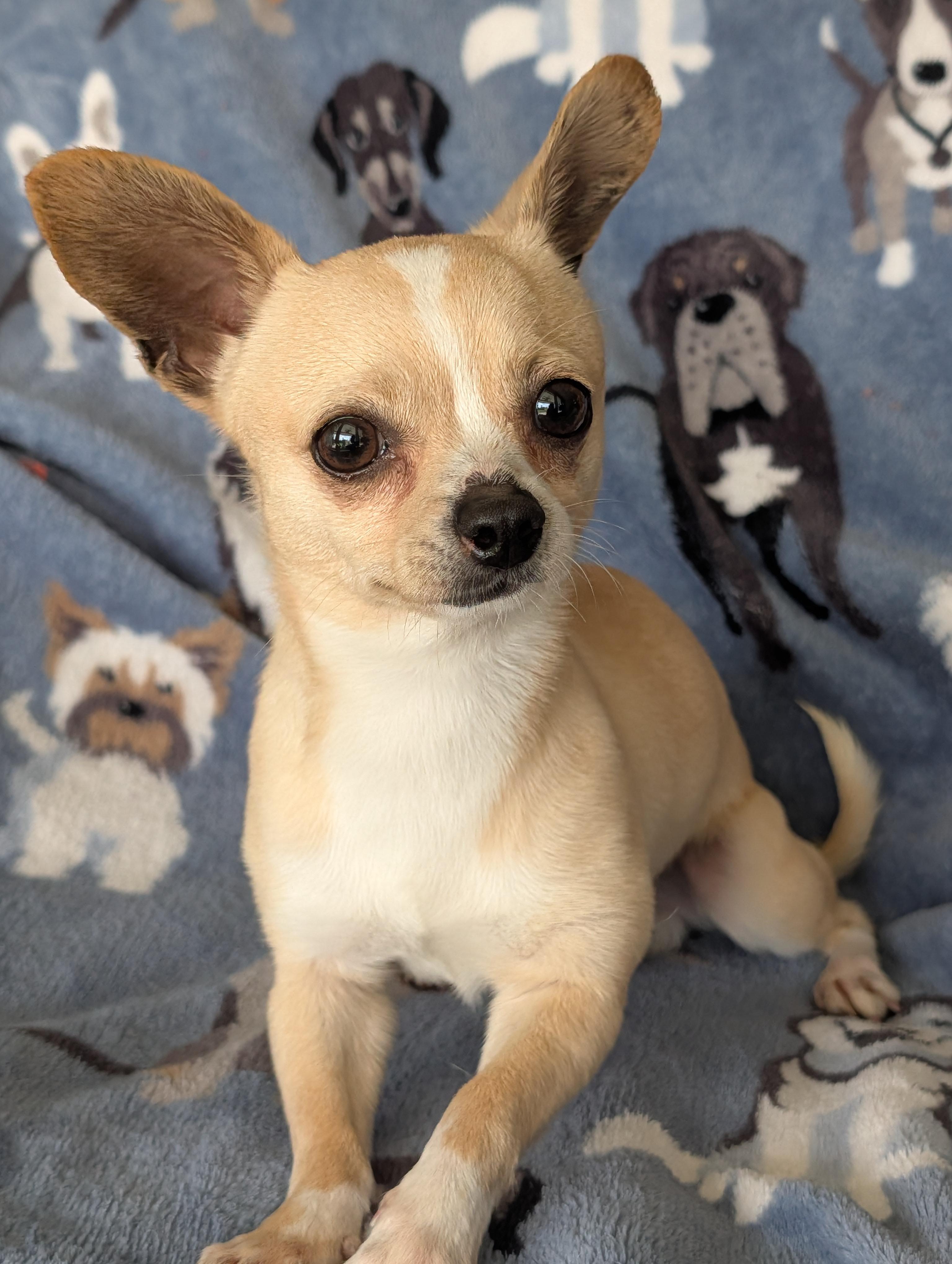 Cosmo, a ADOPTABLE Chihuahua in Baton Rouge, LA image 3/3