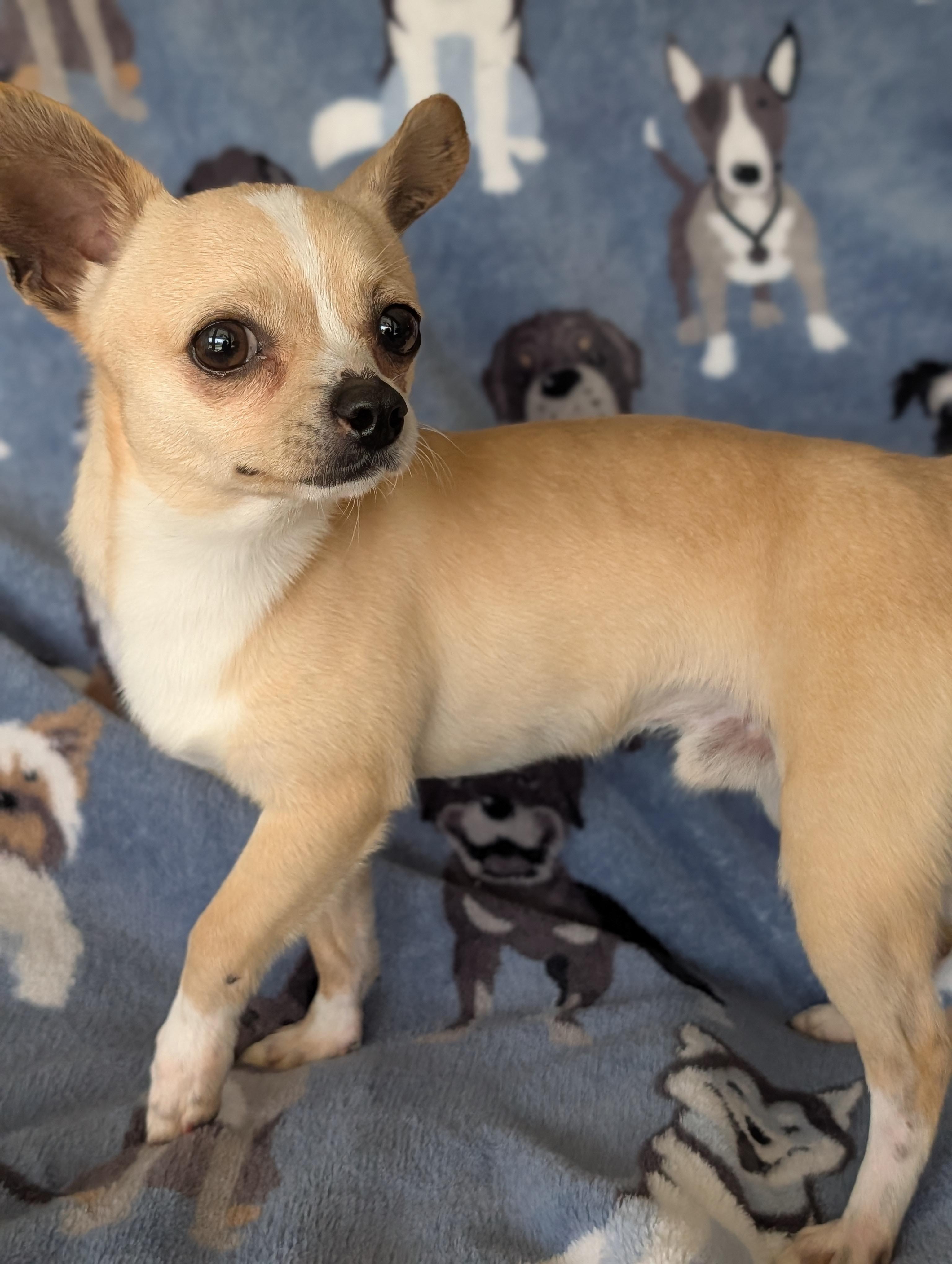 Cosmo, a ADOPTABLE Chihuahua in Baton Rouge, LA image 2/3