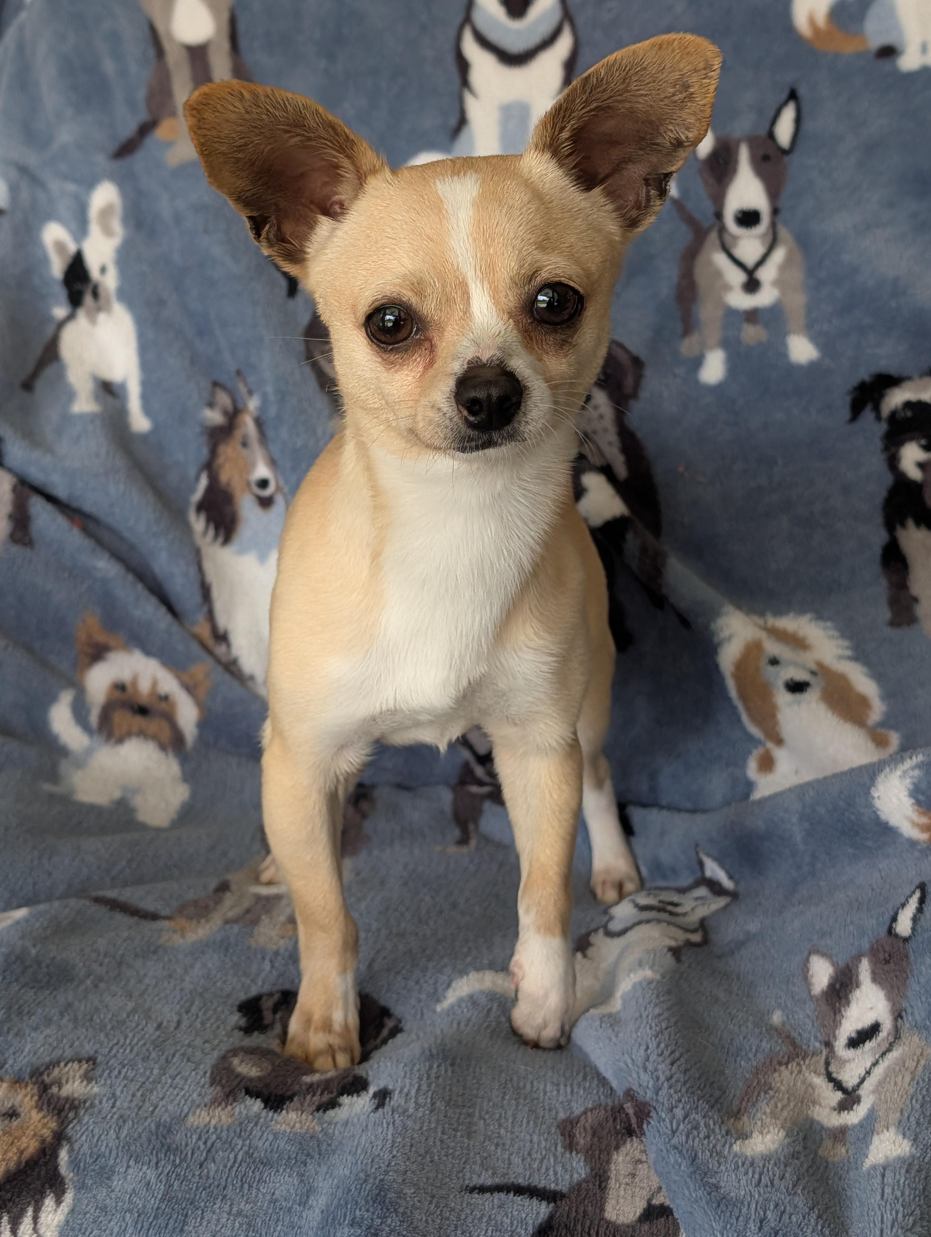 Cosmo, ADOPTABLE, Young Male Chihuahua.