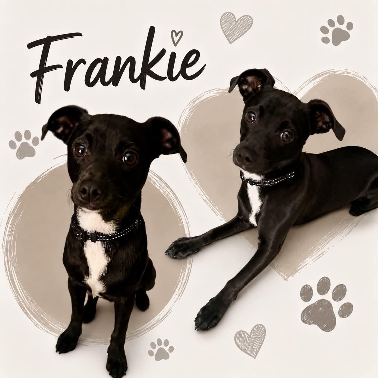 Frankie, adopted, Young Male Chihuahua.