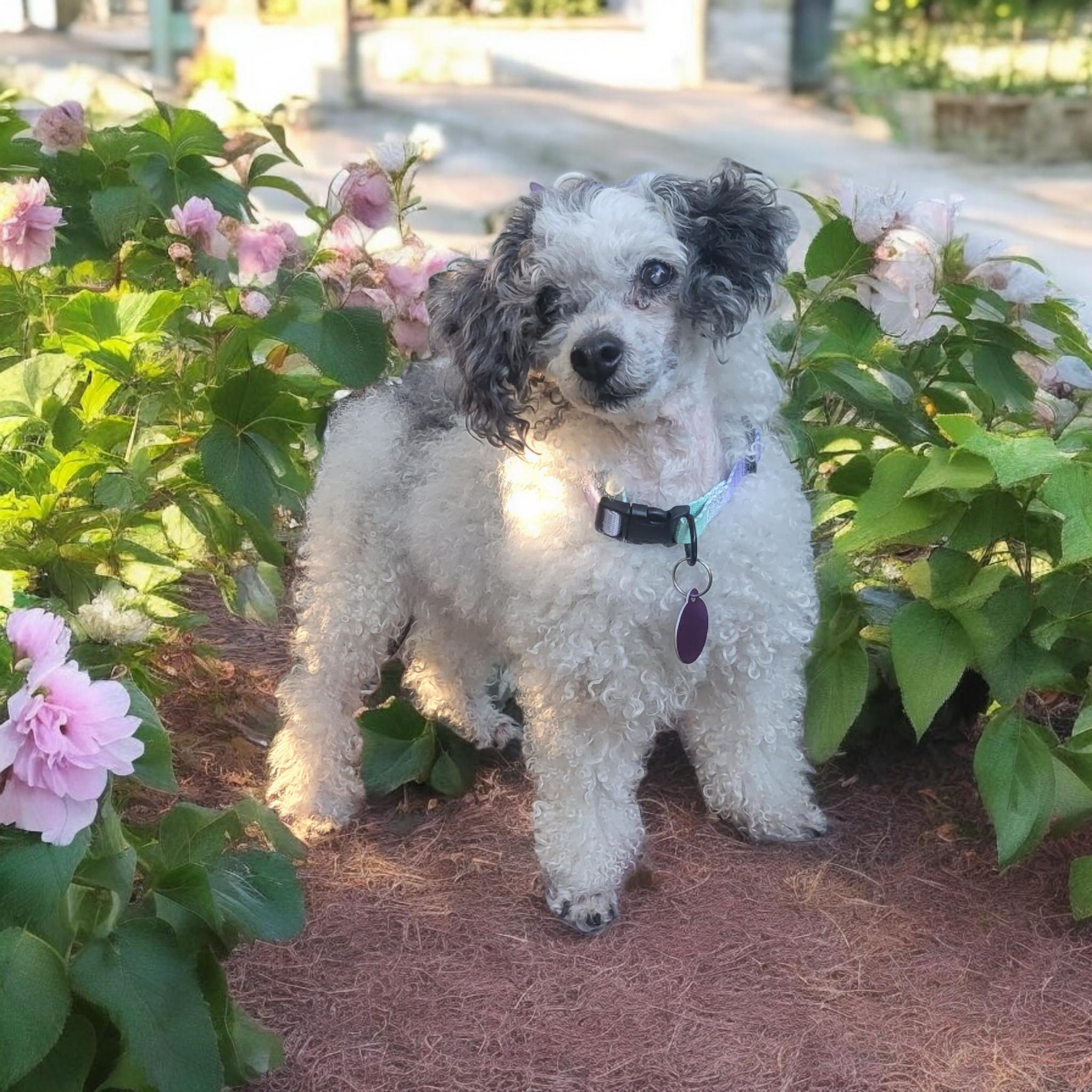 Dog for adoption Tina Turner, a Miniature Poodle in metairie, LA