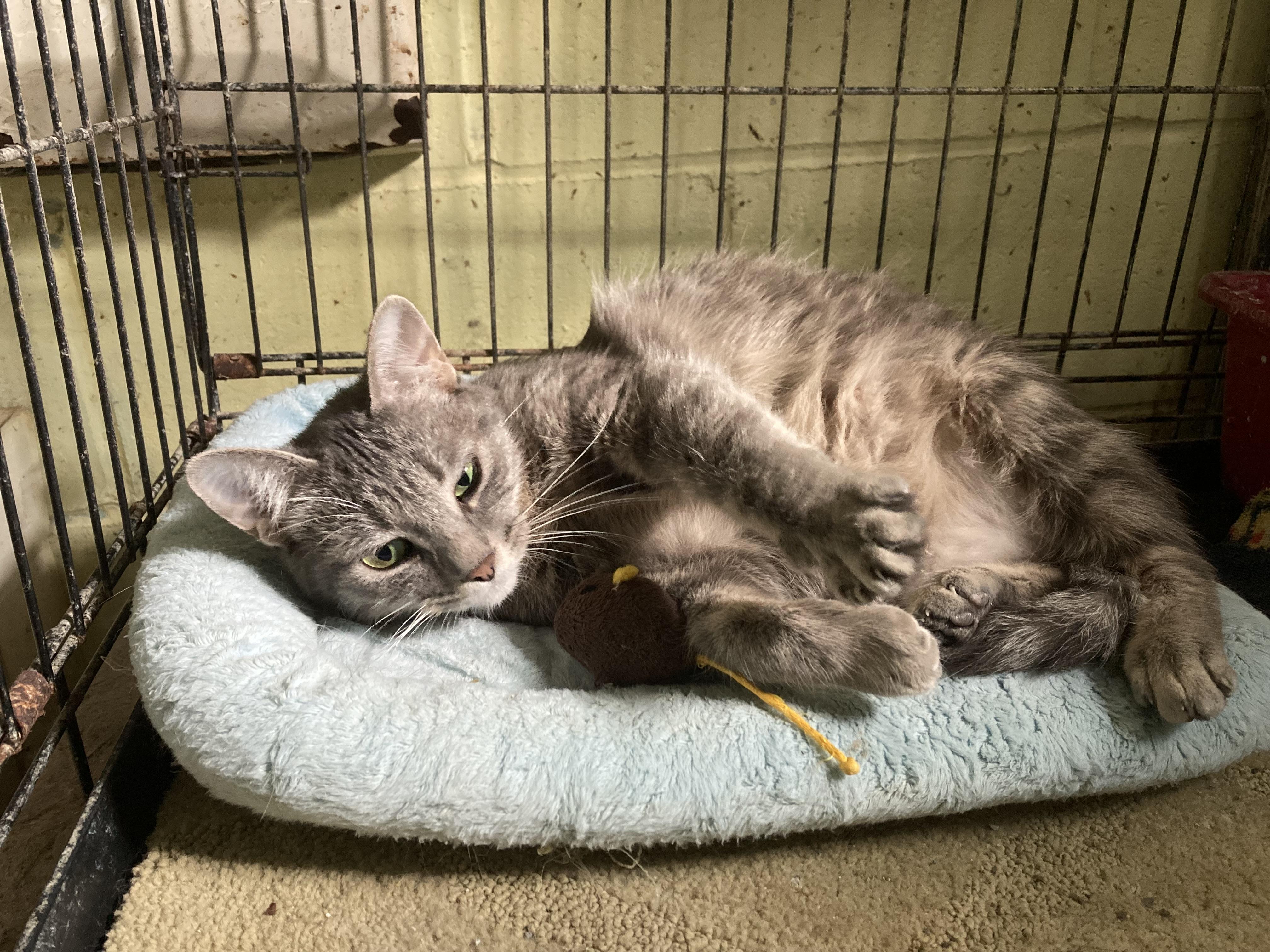 Enlarge Whispurr, a Adoptable mixed breed in Sandusky, MI image 3/6