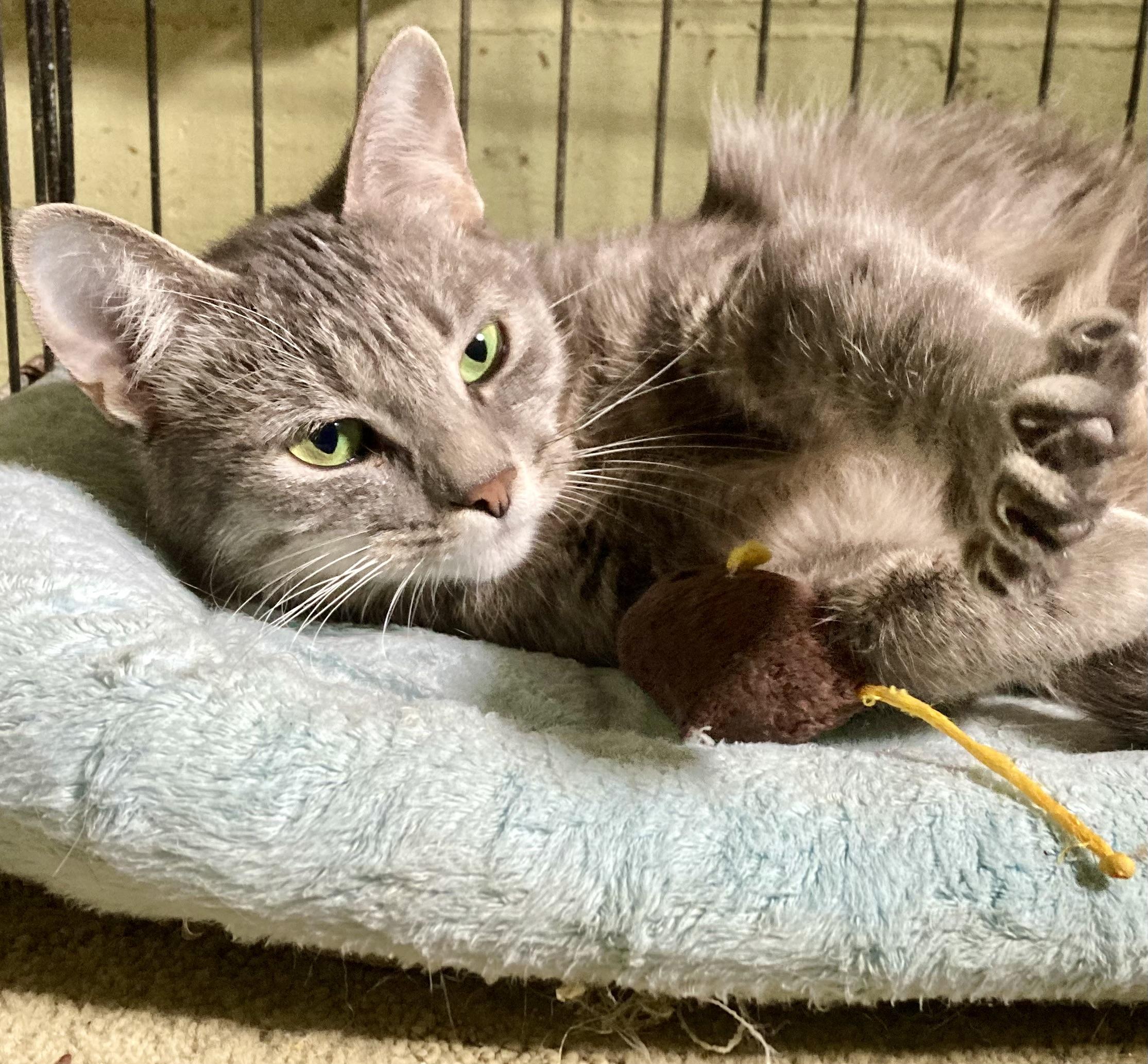 Whispurr, Adoptable, Adult Female Domestic Medium Hair & Tabby.
