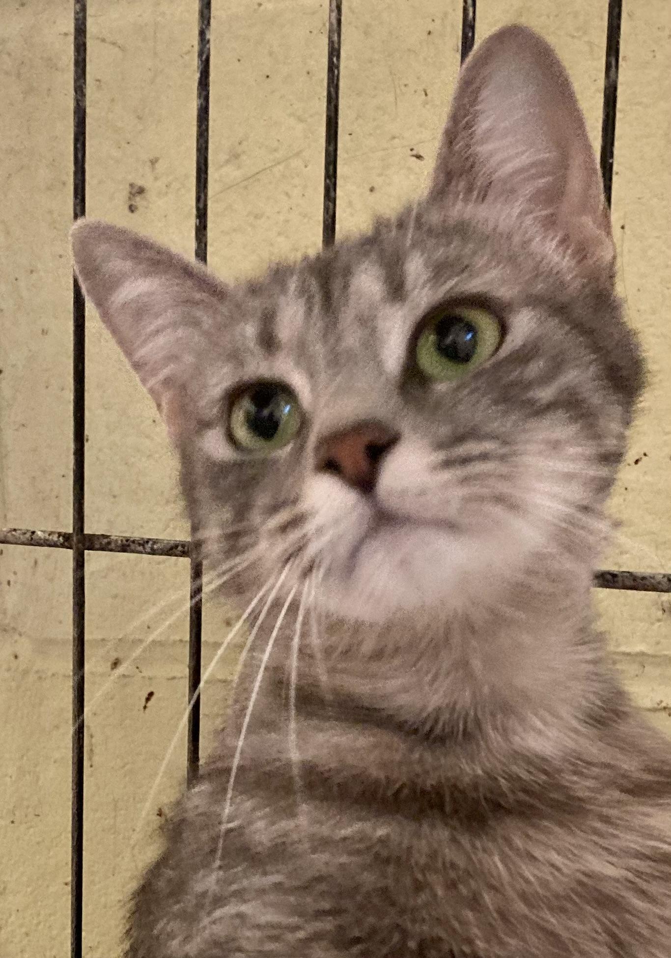 Enlarge Whispurr, a Adoptable mixed breed in Sandusky, MI image 4/6