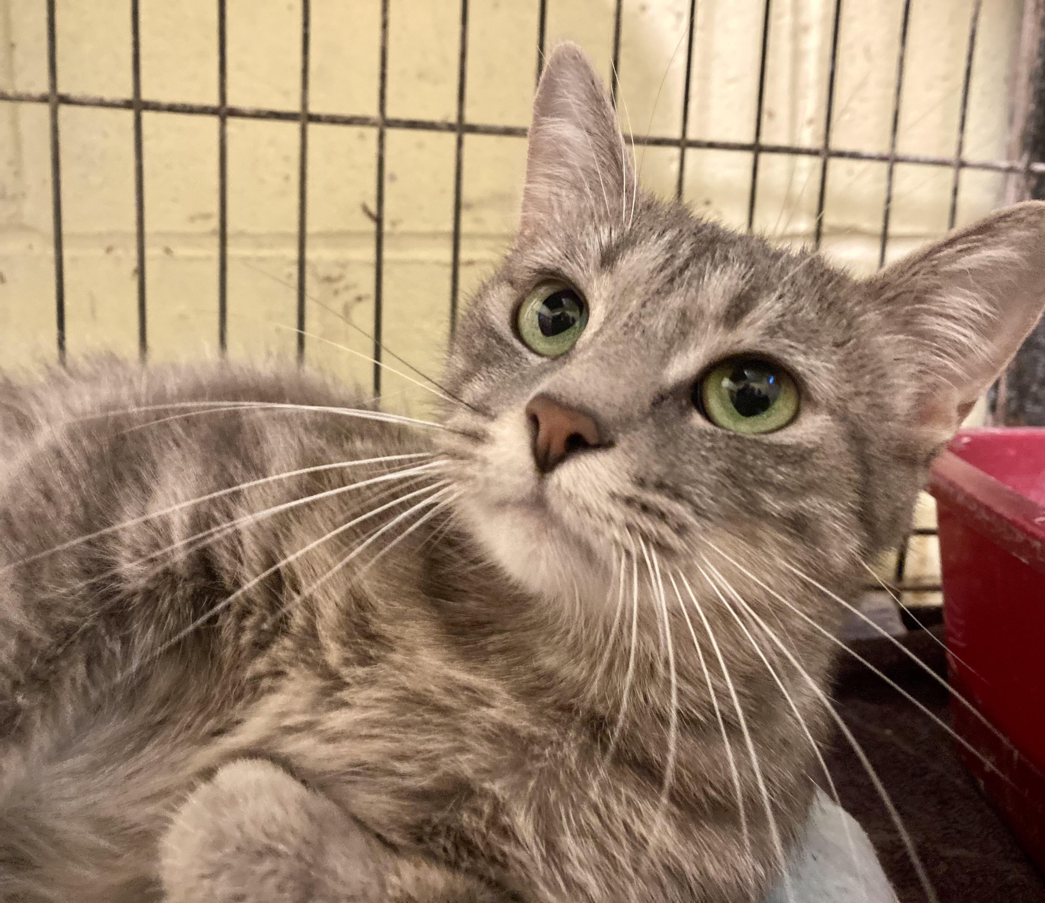 Enlarge Whispurr, a Adoptable mixed breed in Sandusky, MI image 5/6