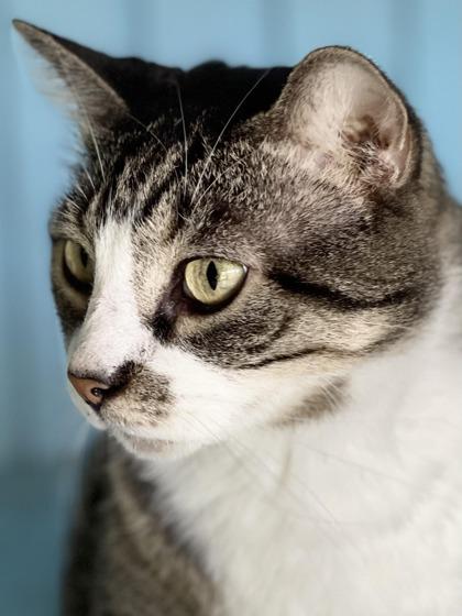 Mischief, Adoptable, Senior Male Domestic Short Hair & Domestic Short Hair.