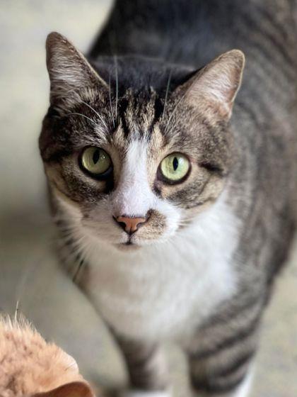 Mischief, a Adoptable Domestic Short Hair in River Ridge, LA image 3/3