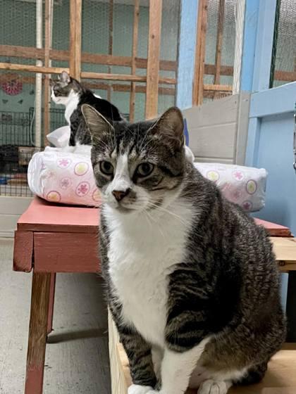 Enlarge Mischeif, a Adoptable Domestic Short Hair in River Ridge, LA image 2/6