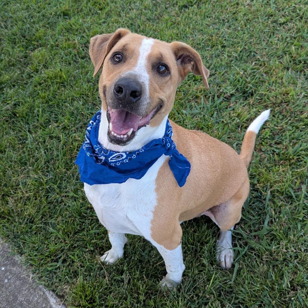 Jaylen *AVAILABLE IN FOSTER*, Adoptable, Adult Male Mixed Breed.