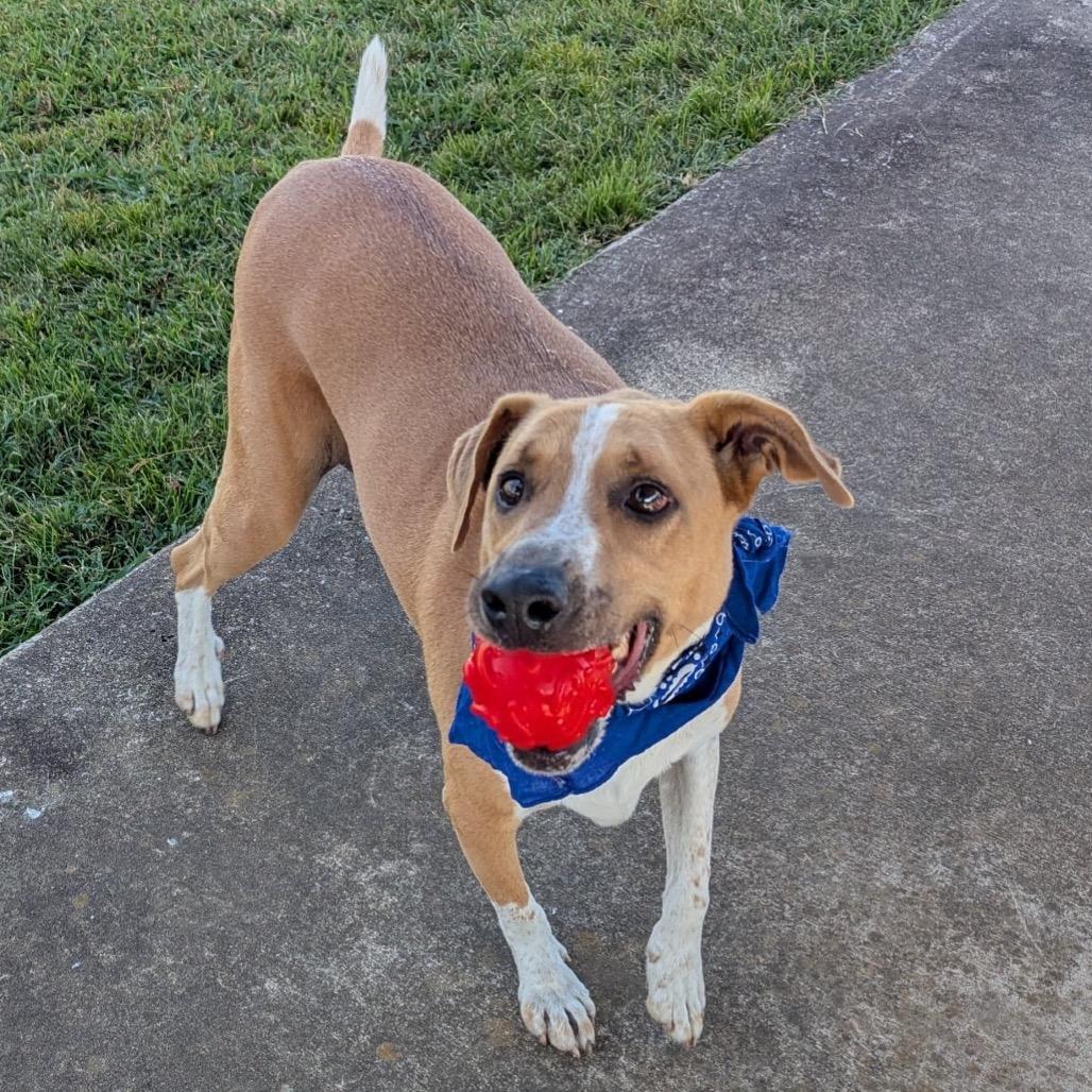 Jaylen *AVAILABLE IN FOSTER*, a Adoptable Mixed Breed in Columbiana, AL image 2/6