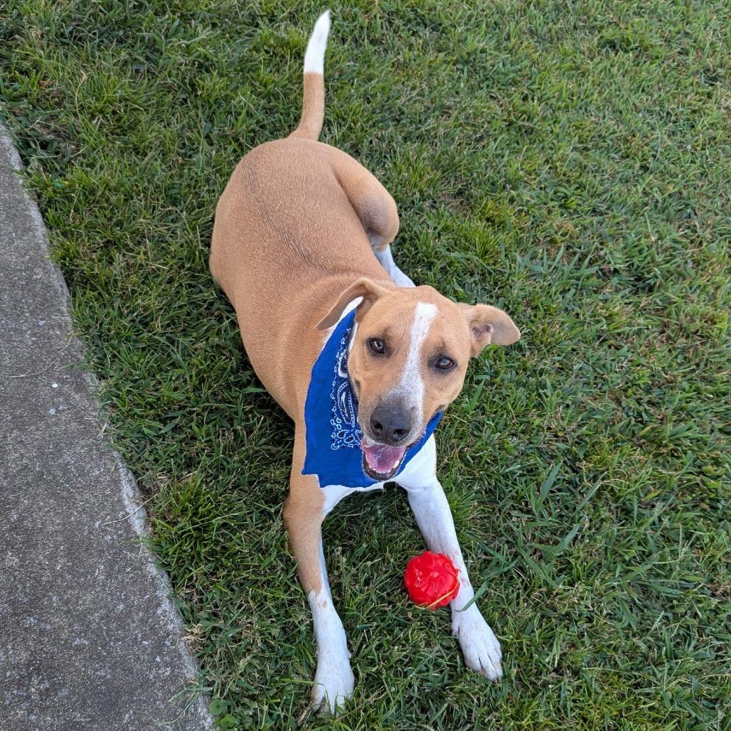 Jaylen *AVAILABLE IN FOSTER*, a Adoptable Mixed Breed in Columbiana, AL image 3/6