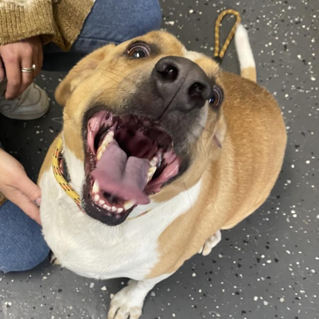 Jaylen *AVAILABLE IN FOSTER*, a Adoptable Mixed Breed in Columbiana, AL image 4/6