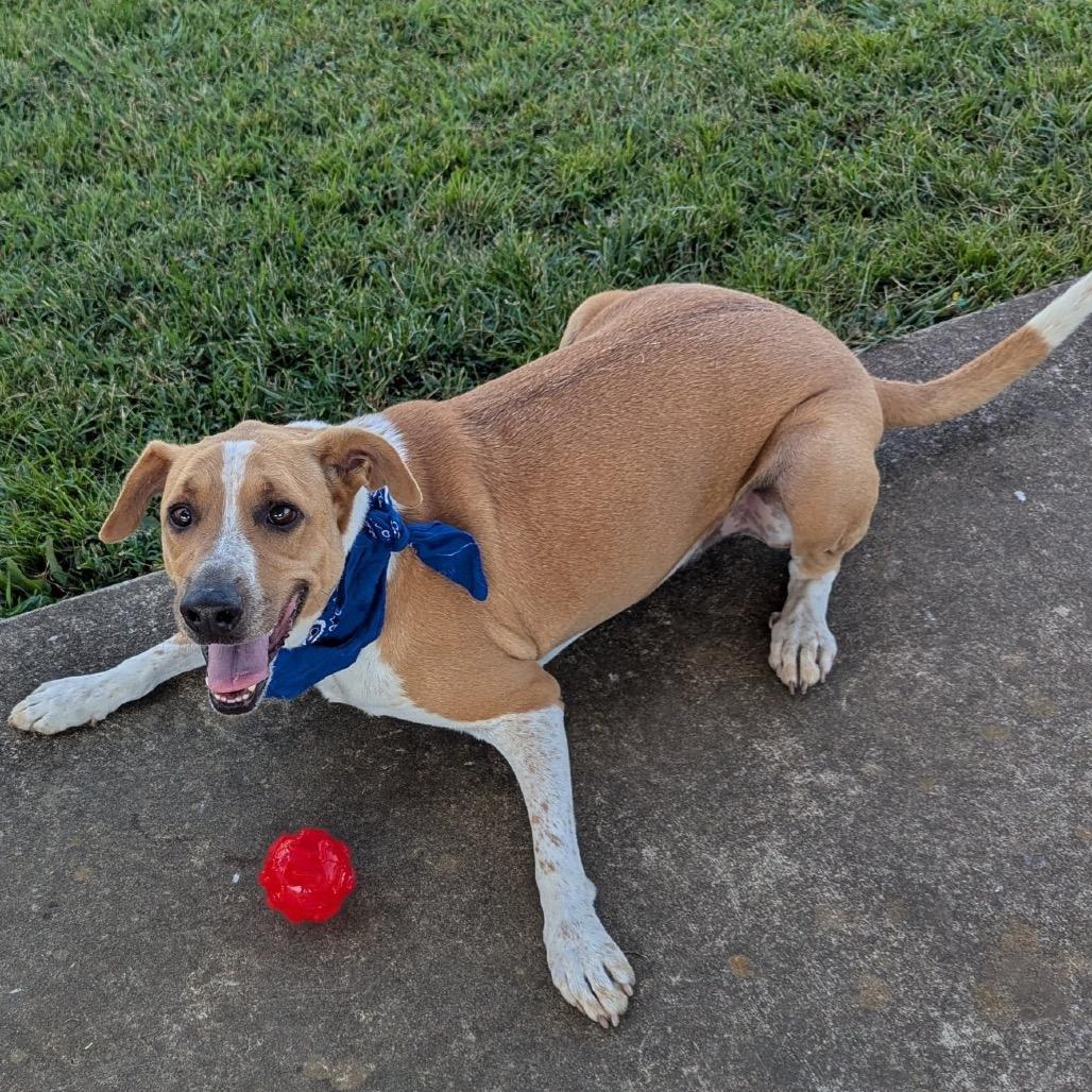 Jaylen *AVAILABLE IN FOSTER*, a Adoptable Mixed Breed in Columbiana, AL image 5/6