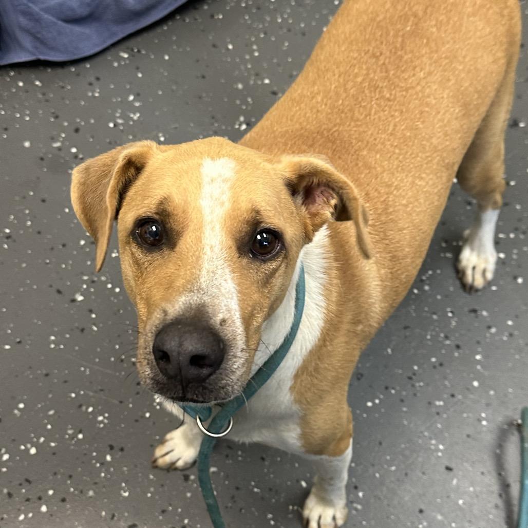 Jaylen *AVAILABLE IN FOSTER*, a Adoptable Mixed Breed in Columbiana, AL image 6/6