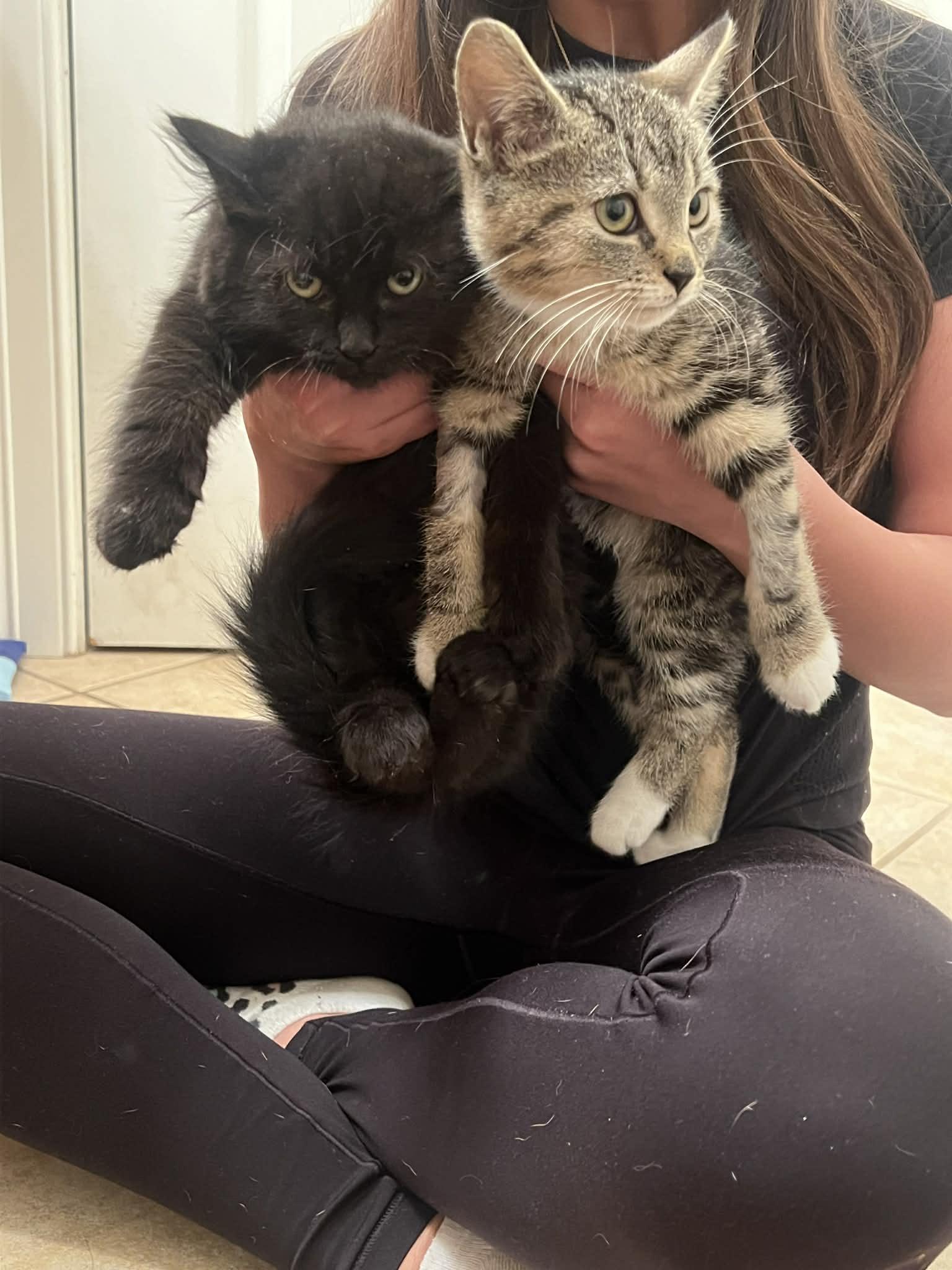 LUCY & ETHEL, Adoptable, Kitten Female Domestic Medium Hair & Domestic Short Hair.