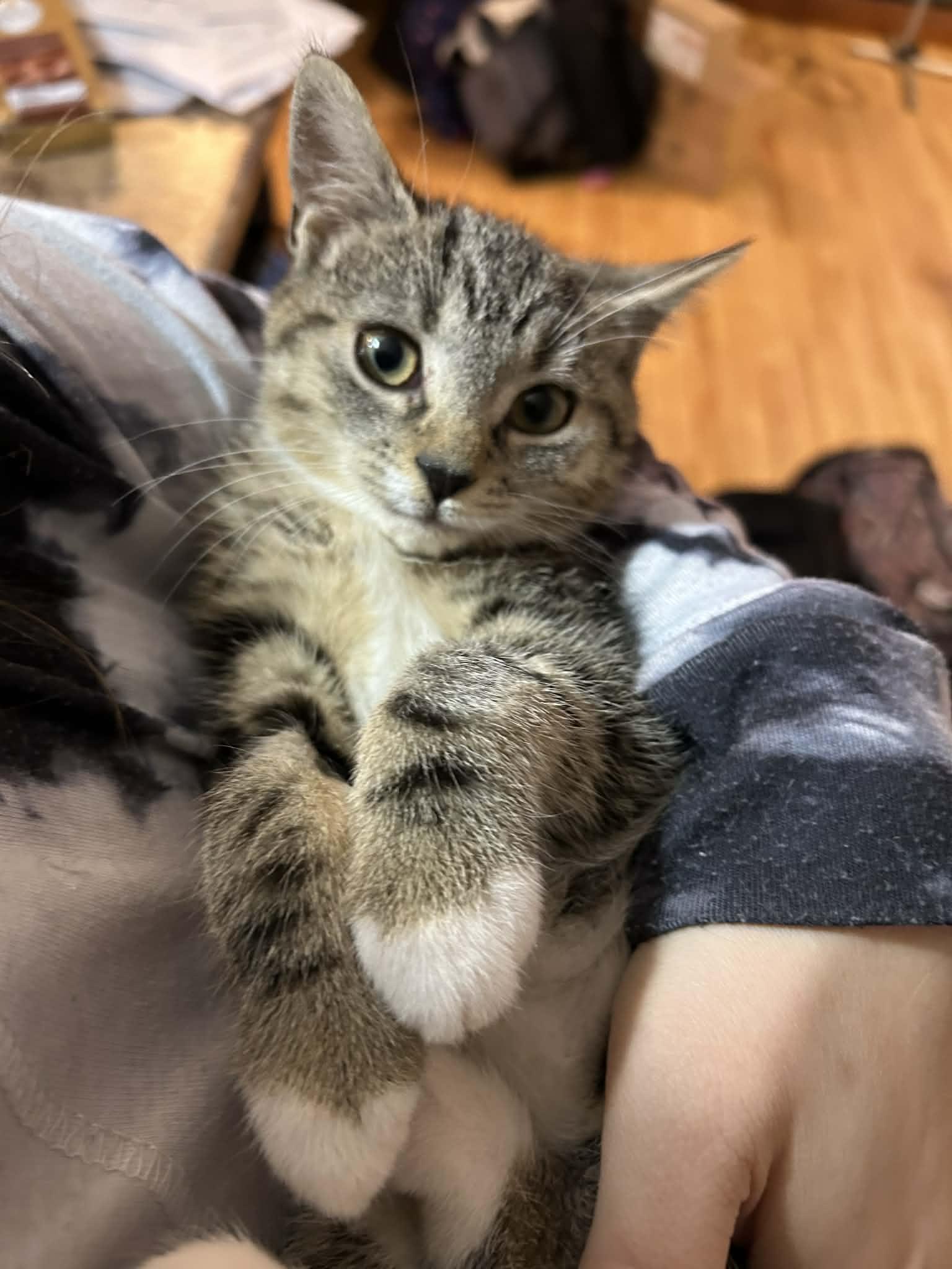 LUCY & ETHEL, a Adoptable mixed breed in Kennebunk , ME image 2/3