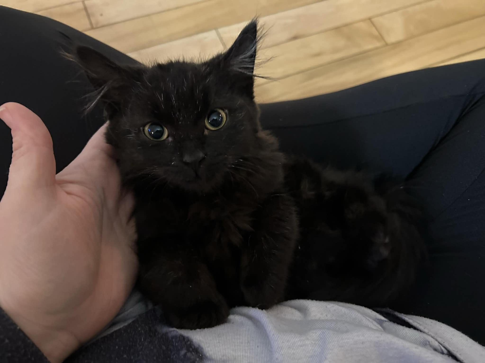 LUCY & ETHEL, a Adoptable mixed breed in Kennebunk , ME image 3/3
