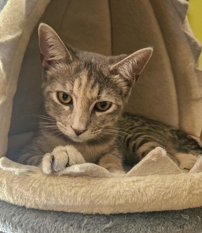 Jude, Adoptable, Kitten Female Domestic Short Hair.