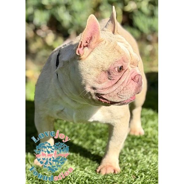 Enlarge Cosmo COH, a Adoptable French Bulldog in Inglewood, CA image 1/2