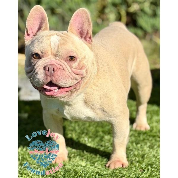 Enlarge Cosmo COH, a Adoptable French Bulldog in Inglewood, CA image 2/2