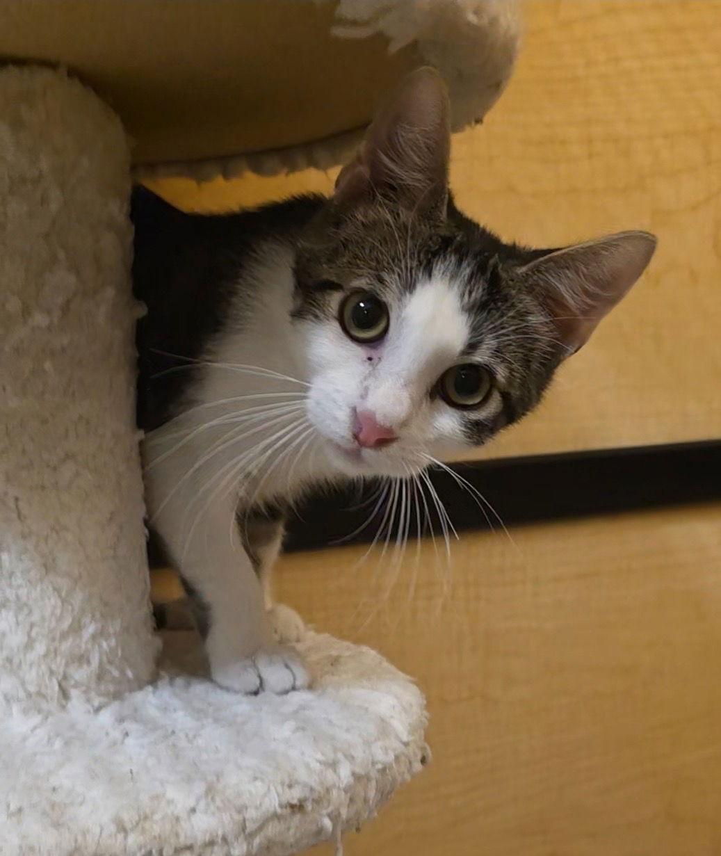 Zeb, Adoptable, Kitten Male Domestic Short Hair.