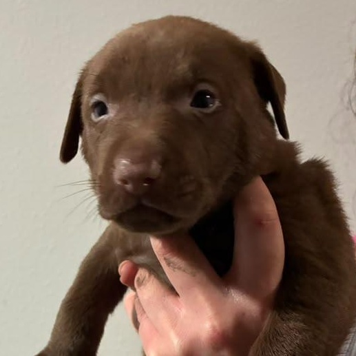 Enlarge Megan Maroney, a Adopted mixed breed in Austin, TX image 1/1
