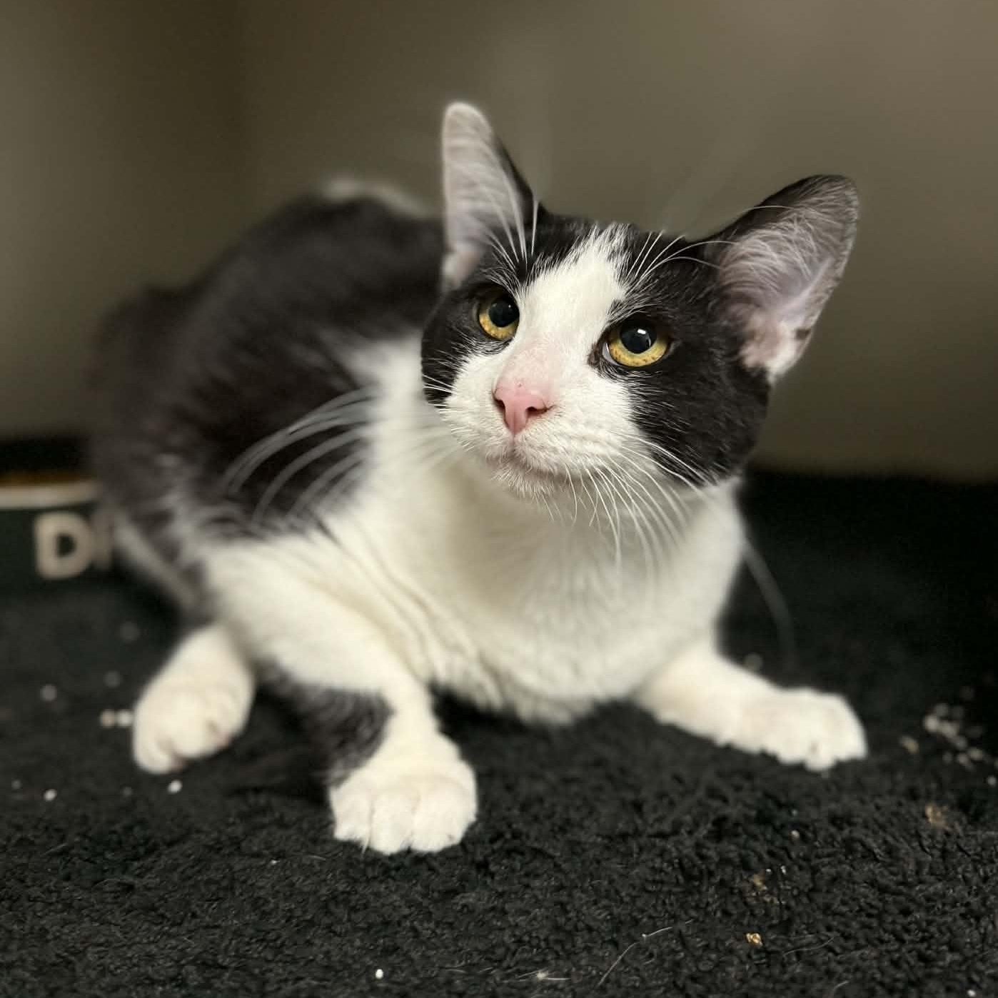 Mikey, adopted, Kitten Male Domestic Short Hair.