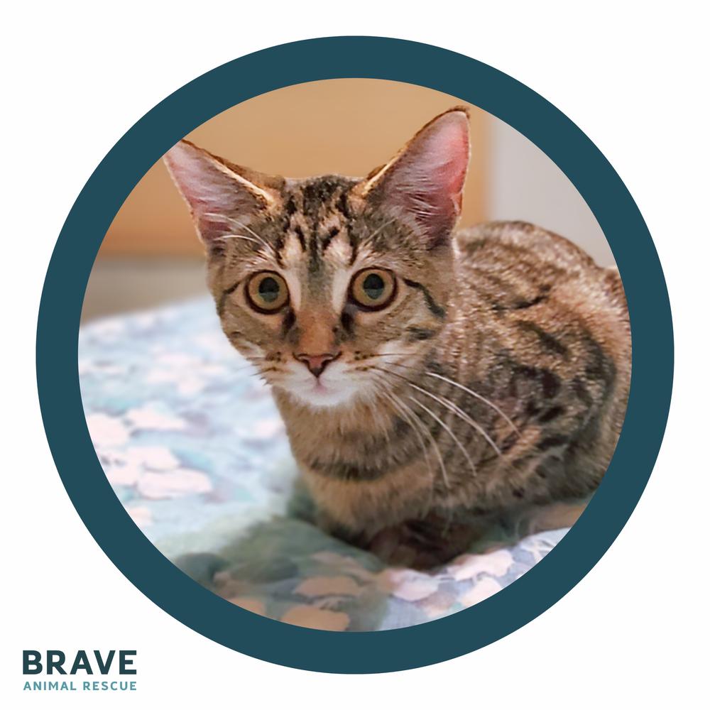 Sheba, Adoptable, Kitten Female Domestic Short Hair.