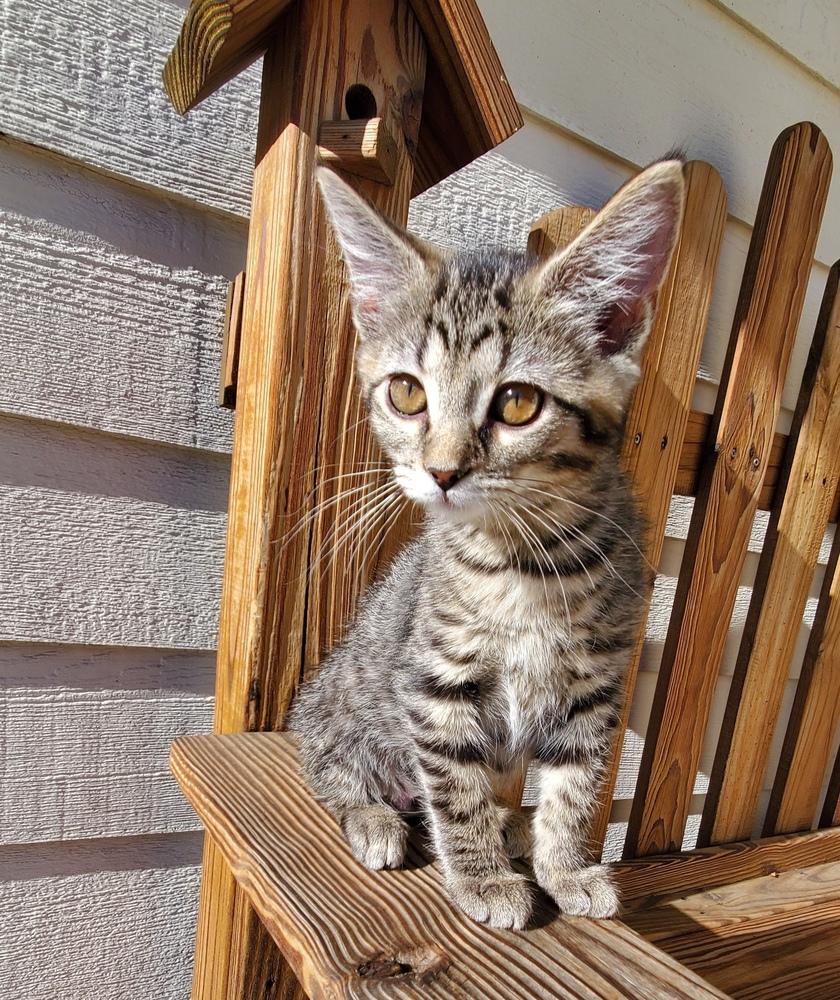 Sheba, Adoptable, Kitten Female Domestic Short Hair.