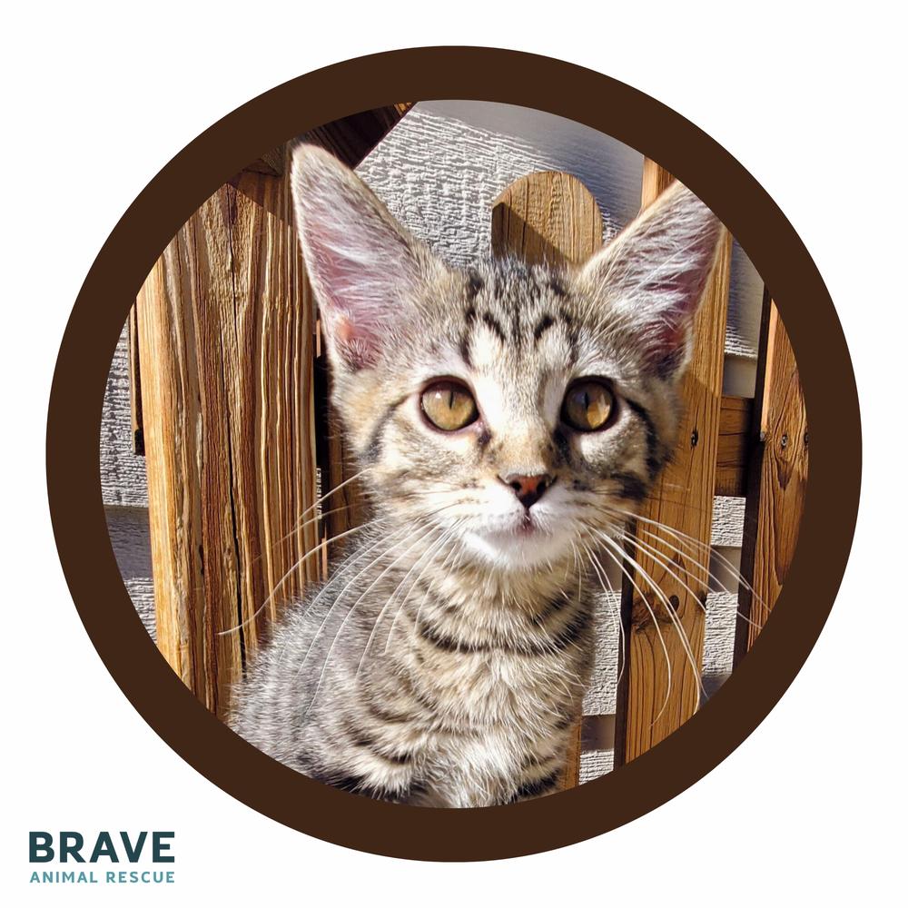 Enlarge Sheba, a Adoptable mixed breed in Lincoln, NE image 2/6